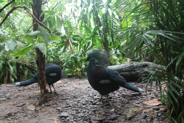 Modrý pták v Singapuru Zoo zvířata pozadí — Stock fotografie