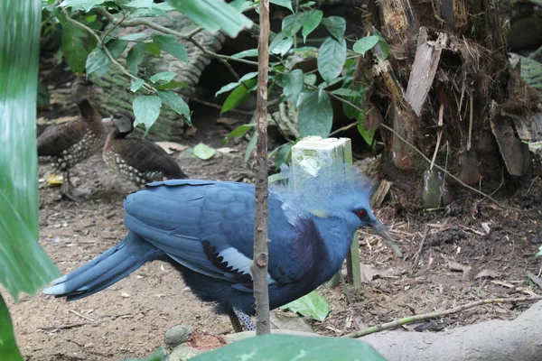 Blauer Vogel in Singapore Zoo tierischen Hintergrund — Stockfoto
