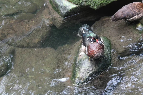 Pato bonito nada na água, close-up — Fotografia de Stock