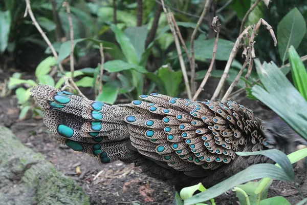 Szingapúri állatkert állat háttérben kék madár — Stock Fotó