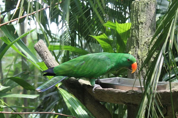 Amazona de lore rojo, Amazona otoñal, retrato de loro verde claro con cabeza roja, Costa Rica. Detalle de primer plano retrato de pájaro. Pájaro y flor rosa. Escena de vida silvestre de naturaleza tropical . — Foto de Stock