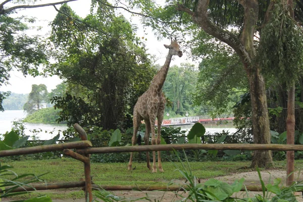 Girafas no parque zoológico safari de Singapura. Contexto animal — Fotografia de Stock
