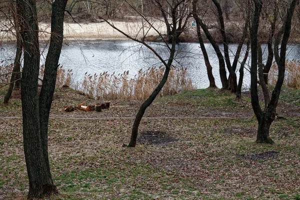 Thick wet tree trunk, forest or park near the lake, good for background — Stock Photo, Image