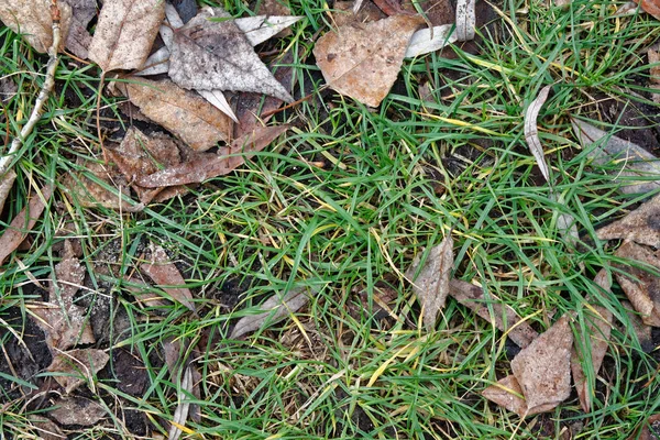 Hojas de otoño en el campo de hierba verde, vista desde arriba, fondo de otoño —  Fotos de Stock