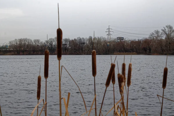 Canne nel lago, Swaying Reed sfondo per il sito web o dispositivi mobili — Foto Stock