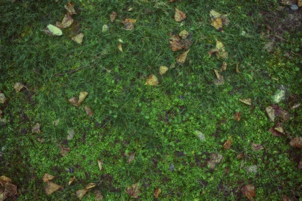 Herbstblätter auf grünem Grasfeld, Blick von oben, herbstlicher Hintergrund. — Stockfoto