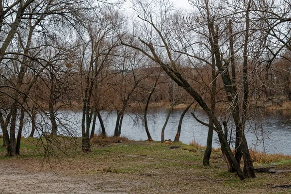 Grueso tronco de árbol húmedo, bosque o parque cerca del lago, bueno para el fondo — Foto de Stock