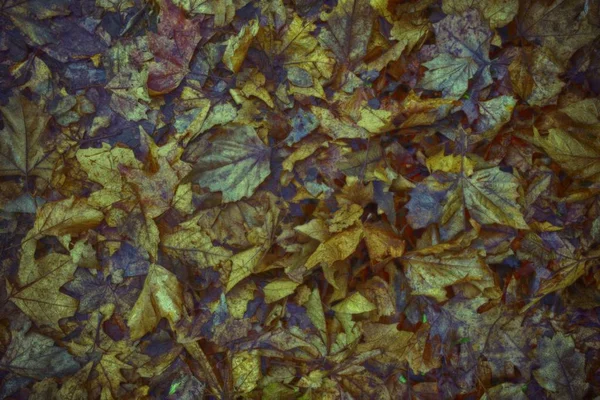 Ultraorange gefärbte schmutzige Herbstblätter, natürlicher Hintergrund für Website oder mobile Geräte — Stockfoto