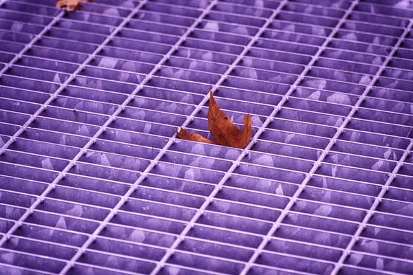 Ультра-фиолетовый металлический люк квадратного цвета на городской тротуаре, канализационная люк крышка с маркировкой линий и листьев внутри — стоковое фото