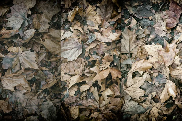 Kirli sonbahar yaprakları, web sitesi veya mobil cihazlar için doğal arka plan — Stok fotoğraf