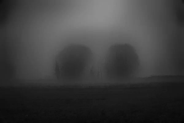 Landskap av tät dimma i fältet och silhuetten av träd i w — Stockfoto