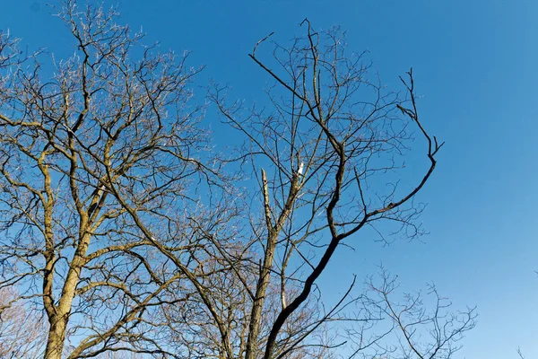 Early spring weather, fresh forest area in sunny day — Stock Photo, Image