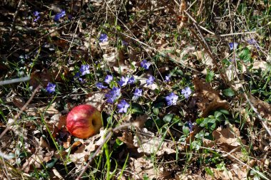 Kara, Bahar ormanda güneşli gün ve çiçek Kırmızı elma