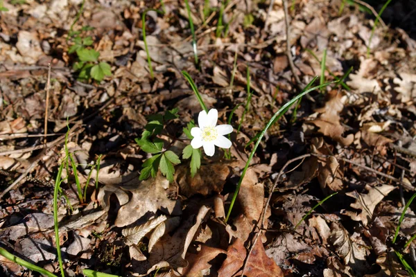 Fleurs printanières dans la forêt fraîche, bon pour la méditation et le nettoyage de l'esprit — Photo