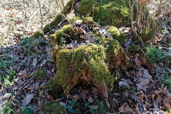 Bahar orman yosun, meditasyon ve zihin temizliği için iyi ile ahşap güdük — Stok fotoğraf
