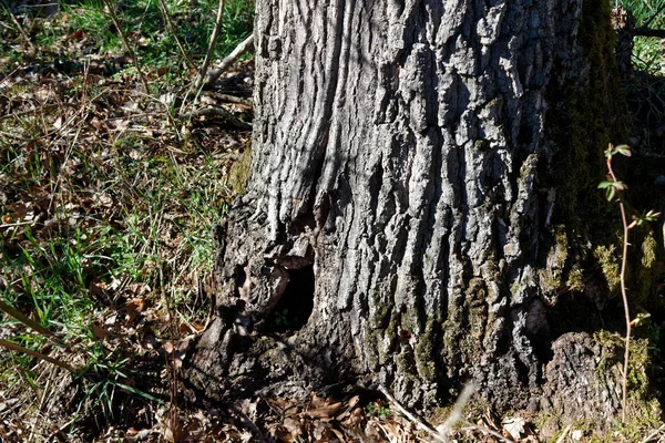 Houten stomp in voorjaar bos, goed voor meditatie en reinigen van de geest — Stockfoto