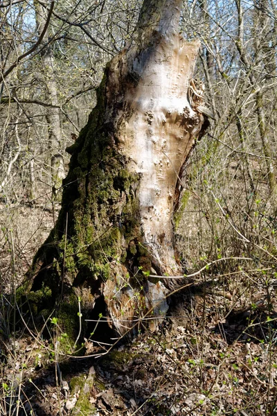 Holzstumpf im Frühlingswald, gut für Meditation und Gedankenreinigung — Stockfoto