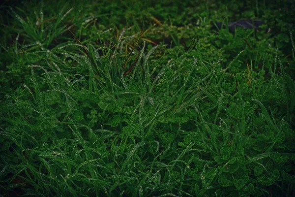 Gotas de água no fundo de grama artistc fresco. Fundo de grama verde — Fotografia de Stock