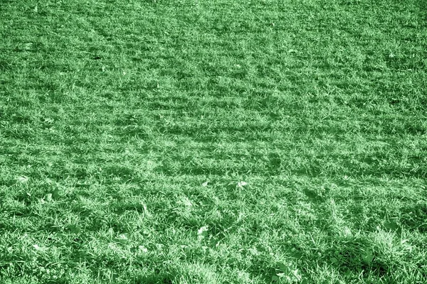 Ultra green grass texture from a field in springtime, design details — Stock Photo, Image