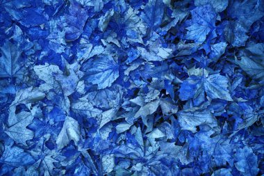 Ultra marina renkli kirli sonbahar yaprakları, web sitesi veya mobil cihazlar için doğal arka plan