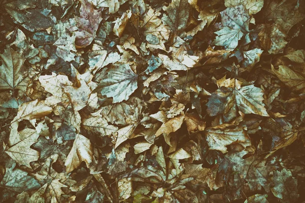 肮脏的秋天叶子, 自然背景为网站或移动设备 — 图库照片
