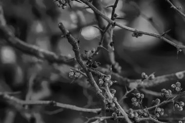 Güzel küçük kırmızı çiçek çiçek bahçesinde kış sezonu, İtalya dağın zirvesinde. Kış sezonu boyunca ziyaret etmek güzel bulunan meşhur mekanlar