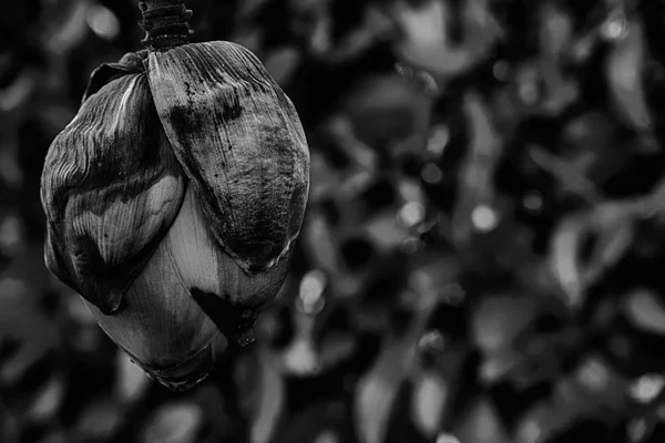 Flor de banana seca de bananeira, fundo de close-up para web site ou dispositivos móveis — Fotografia de Stock