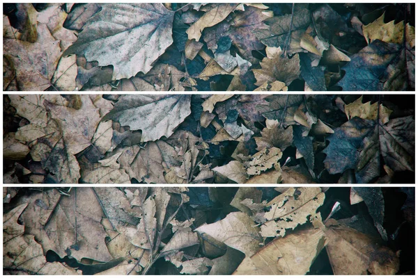 Folhas sujas de outono, fundo natural para web site ou dispositivos móveis — Fotografia de Stock