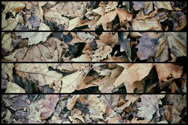 Vuile Herfstbladeren, natuurlijke achtergrond voor website of mobiele apparaten — Stockfoto
