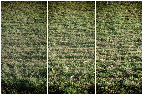 Textura de grama de um campo na primavera, detalhes do projeto — Fotografia de Stock