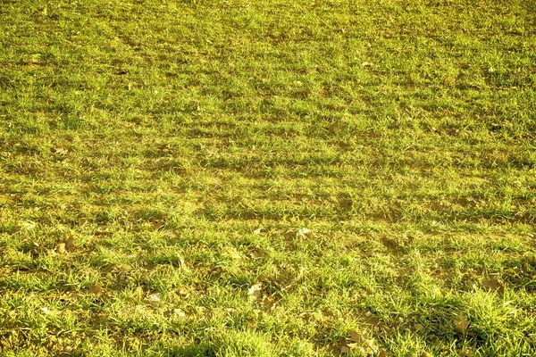 Texture d'herbe ultra orange d'un champ au printemps, détails de conception — Photo