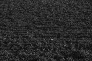 Çim dokusu bir alandan ilkbahar, Sökülüp takılması