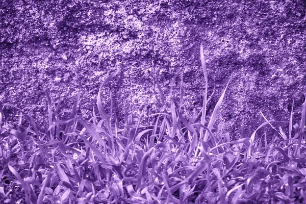 Parede de cimento de concreto ultra roxo com musgo, textura de pedra, superfície de rocha — Fotografia de Stock