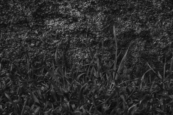 Monocromo Pared de cemento de hormigón con musgo, textura de piedra, superficie de roca —  Fotos de Stock