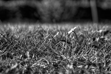 Bahar mevsimi, ot arka plan, kapak tasarımı için tek renkli taze yeşil çim