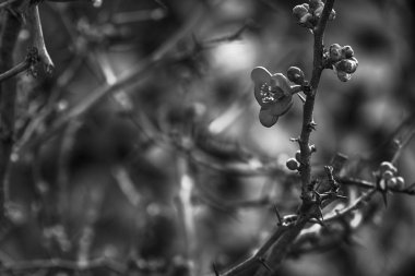 Güzel küçük kırmızı çiçek çiçek bahçesinde kış sezonu, İtalya dağın zirvesinde. Kış sezonu boyunca ziyaret etmek güzel bulunan meşhur mekanlar