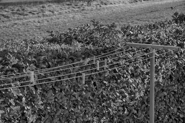 Tek renkli Clothesline güneşli bir gün, taze temiz arka bahçesinde clothespins ile