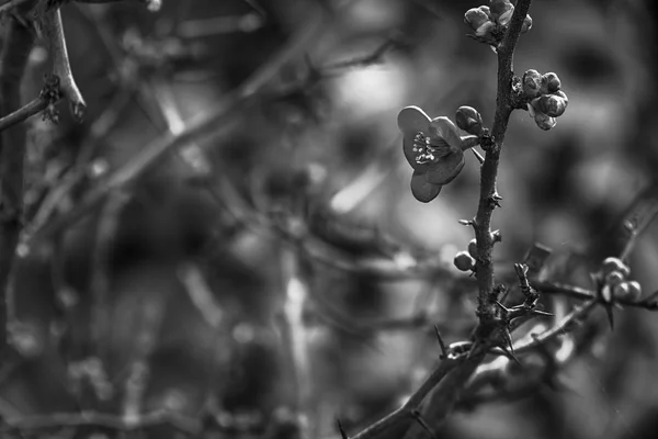 Linda flor vermelha no jardim de flores no topo da montanha na temporada de inverno, na Itália. O belo lugar famoso para visitar durante a temporada de inverno — Fotografia de Stock