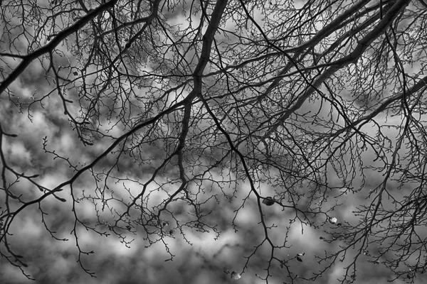 Κορμό δέντρων κατά τον γαλάζιο ουρανό και τα σύννεφα στην ηλιόλουστη, ανοιξιάτικη ημέρα, φύση φόντο — Φωτογραφία Αρχείου