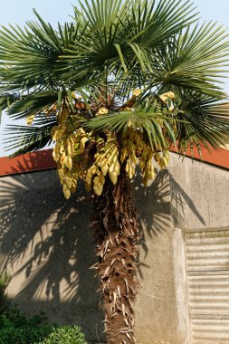 Güneşli bir gün, taze sıcak hava yeşil Akdeniz palmiye