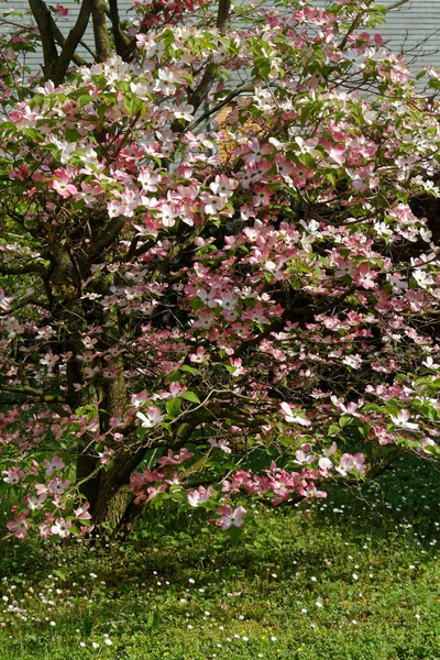 Flores frescas da primavera em dia ensolarado, arbusto em flor — Fotografia de Stock