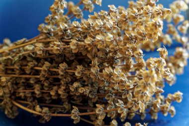 Kuru fesleğen buhar soyut çiçek arka plan kurudu