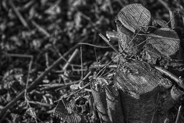 Kamu parkında yeni kesilmiş tahta kütükler, ölü odun temizliği.