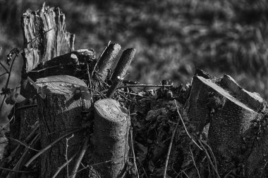 Kamu parkında yeni kesilmiş tahta kütükler, ölü odun temizliği.