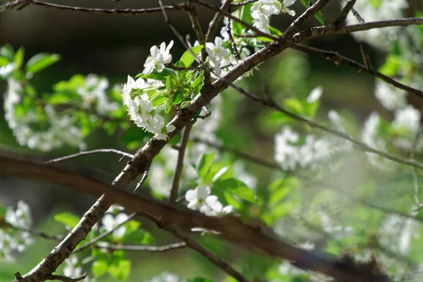 春シーズン、鮮度感に咲く桜の木 — ストック写真