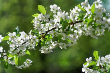 Çiçek açan kiraz ağacı bahar mevsimi, tazelik hissi