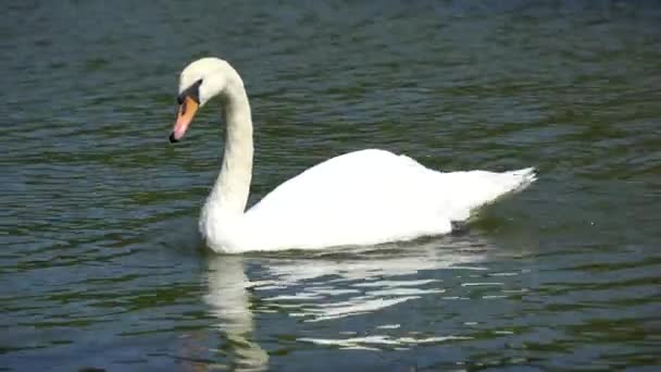 Cisne nadando en el lago. Hermosos cisnes blancos nadando en el estanque — Vídeo de stock