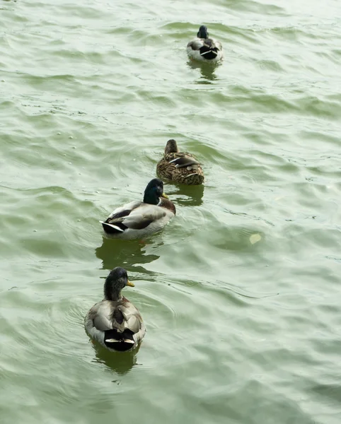 Quatre canards sauvages dans le lac — Photo