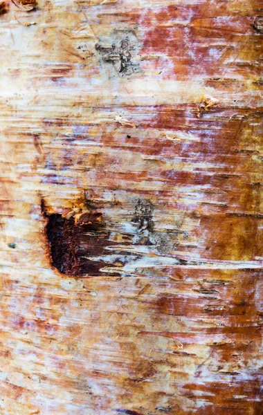 Huş kabuğu arka plan