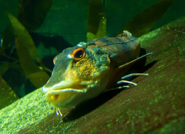 Peixes coloridos em águas profundas escuras — Fotografia de Stock